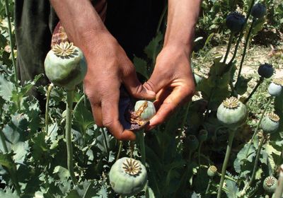 resin-opium-poppies-field-Afghanistan-2008